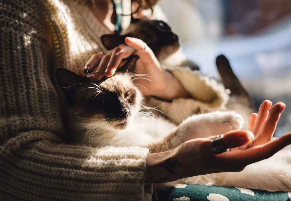 camera to watch pets while away